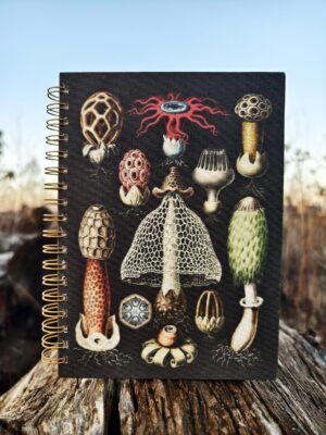 Kalendarz Zbioru Grzybów Leczniczych 2025-2027