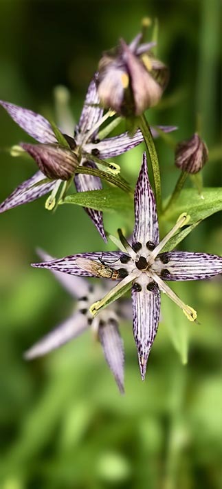 Storczyki i flora Doliny Strążyskiej