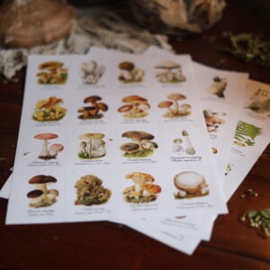 Naklejki zielarskie - duże  7,5cm x  5,2 cm z grzybami