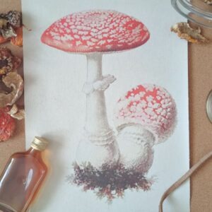 AMANITA - plakat A4 drukowany na płótnie w drewnianej oprawie